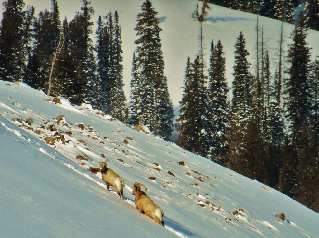 The elusive Teton Bighorn 